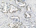 GTF2H4 Antibody in Immunohistochemistry (Paraffin) (IHC (P))