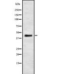 PSKH2 Antibody in Western Blot (WB)