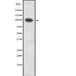 PKD1/2/3/PKC mu Antibody in Western Blot (WB)