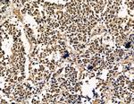 Ubinuclein 1 Antibody in Immunohistochemistry (Paraffin) (IHC (P))