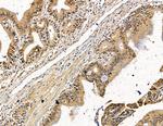 Ubinuclein 1 Antibody in Immunohistochemistry (Paraffin) (IHC (P))