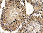 Ubinuclein 1 Antibody in Immunohistochemistry (Paraffin) (IHC (P))