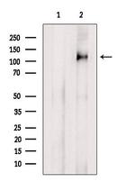 TRIM33 Antibody in Western Blot (WB)