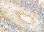 COL9A1 Antibody in Immunohistochemistry (Paraffin) (IHC (P))