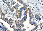 COX15 Antibody in Immunohistochemistry (Paraffin) (IHC (P))