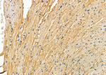 COX7C Antibody in Immunohistochemistry (Paraffin) (IHC (P))