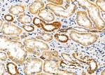 COX6B1 Antibody in Immunohistochemistry (Paraffin) (IHC (P))