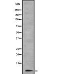 COX6B1 Antibody in Western Blot (WB)