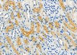 FGF16 Antibody in Immunohistochemistry (Paraffin) (IHC (P))