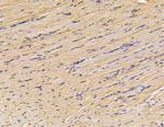 FGFBP3 Antibody in Immunohistochemistry (Paraffin) (IHC (P))