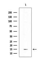 ICEBERG Antibody in Western Blot (WB)