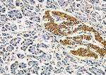 IFNA7/IFNA16 Antibody in Immunohistochemistry (Paraffin) (IHC (P))