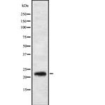 IL17C Antibody in Western Blot (WB)