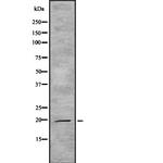 IL-19 Antibody in Western Blot (WB)