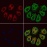 IL-26 Antibody in Immunocytochemistry (ICC/IF)