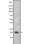 IL-26 Antibody in Western Blot (WB)