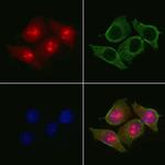 MAGEB4 Antibody in Immunocytochemistry (ICC/IF)