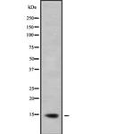 LAMTOR2 Antibody in Western Blot (WB)