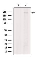 MOZ Antibody in Western Blot (WB)