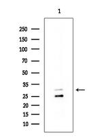 NFAM1 Antibody in Western Blot (WB)