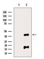 PDCD2 Antibody in Western Blot (WB)