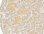 ALPPL2 Antibody in Immunohistochemistry (Paraffin) (IHC (P))