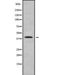 WNT7B Antibody in Western Blot (WB)