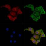 KappaB ras1 Antibody in Immunocytochemistry (ICC/IF)