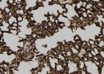 KappaB ras1 Antibody in Immunohistochemistry (Paraffin) (IHC (P))