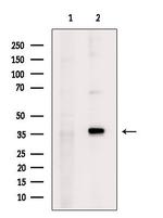 KLF16 Antibody in Western Blot (WB)