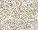 MOGAT3 Antibody in Immunohistochemistry (Paraffin) (IHC (P))