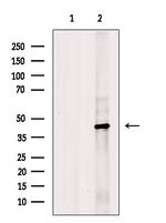 HSD3B1 Antibody in Western Blot (WB)