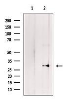 RPL7A Antibody in Western Blot (WB)