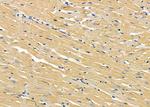 ABHD10 Antibody in Immunohistochemistry (Paraffin) (IHC (P))