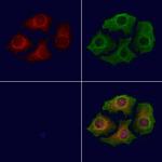 ABHD3 Antibody in Immunocytochemistry (ICC/IF)