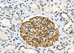 AOAH Antibody in Immunohistochemistry (Paraffin) (IHC (P))