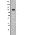 ADAM29 Antibody in Western Blot (WB)