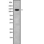 ADAMTS10 Antibody in Western Blot (WB)