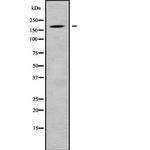 ADAMTS12 Antibody in Western Blot (WB)