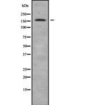 ADAMTS13 Antibody in Western Blot (WB)