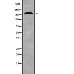 ADAMTS7 Antibody in Western Blot (WB)