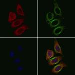 Agrin Antibody in Immunocytochemistry (ICC/IF)