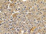 GALM Antibody in Immunohistochemistry (Paraffin) (IHC (P))