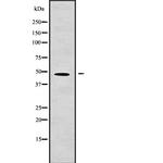 AAMP Antibody in Western Blot (WB)