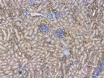 Angiopoietin 4 Antibody in Immunohistochemistry (Paraffin) (IHC (P))