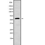 Angiopoietin 4 Antibody in Western Blot (WB)