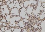 ATXN7L3 Antibody in Immunohistochemistry (Paraffin) (IHC (P))