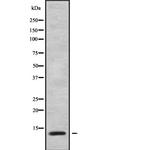 ATP5L Antibody in Western Blot (WB)