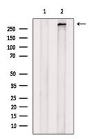 ABCA12 Antibody in Western Blot (WB)