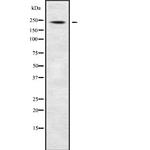 ABCA7 Antibody in Western Blot (WB)